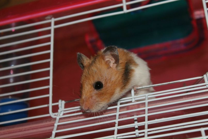 Ника Хабенко | Клин