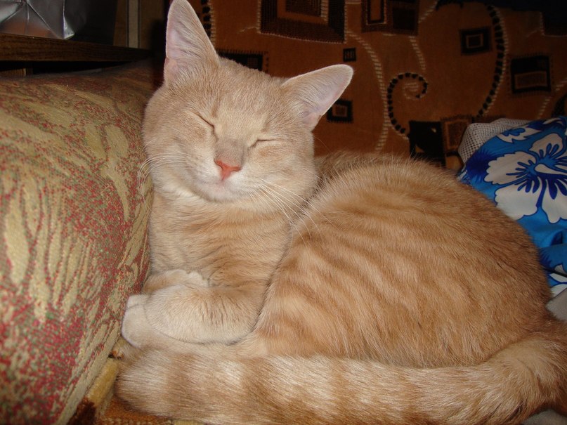 Ruslan Butov | San Jose