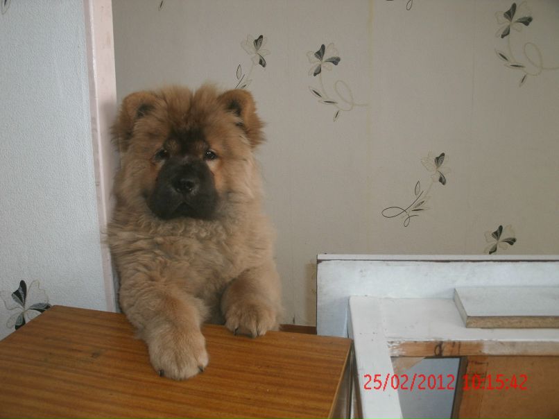 Макс Печкин | Улан-Удэ