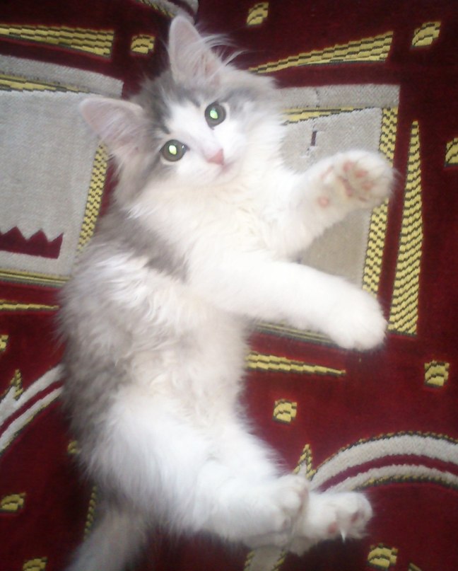 Артур Усеинов 幸福與財 | Уфа