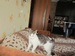 Алексей Егоренков фотография #16