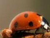 Nadiya Yarema-Chaskovska | Chicago