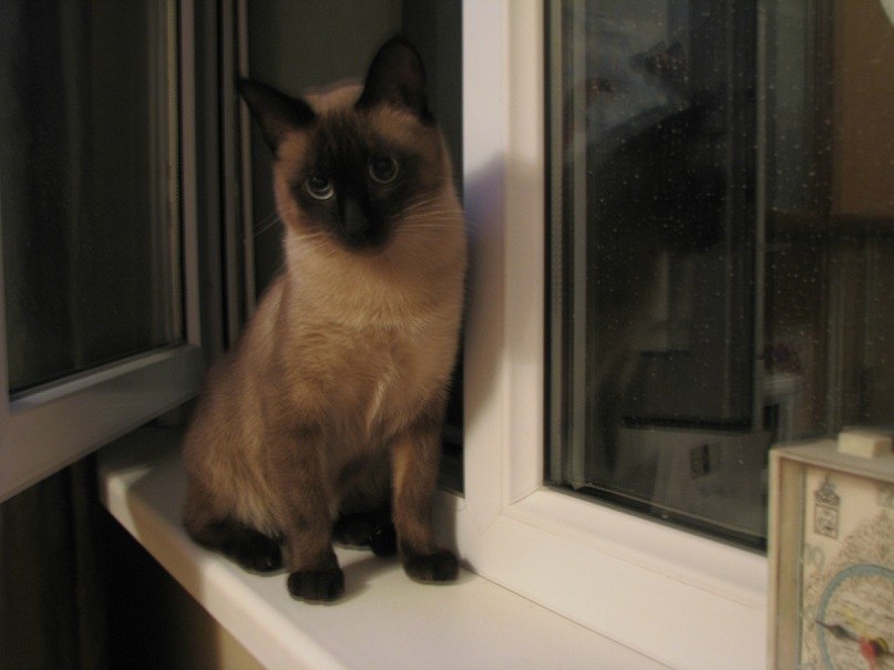 Баур Ермекбаев | Алматы