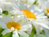 Юлия Кравцова | 