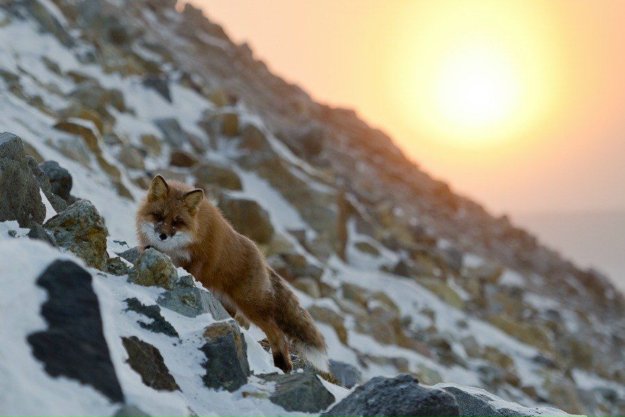 Fox Tilt on | Санкт-Петербург