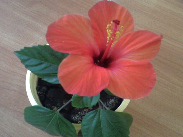 Айгуль Гарипова | Набережные Челны