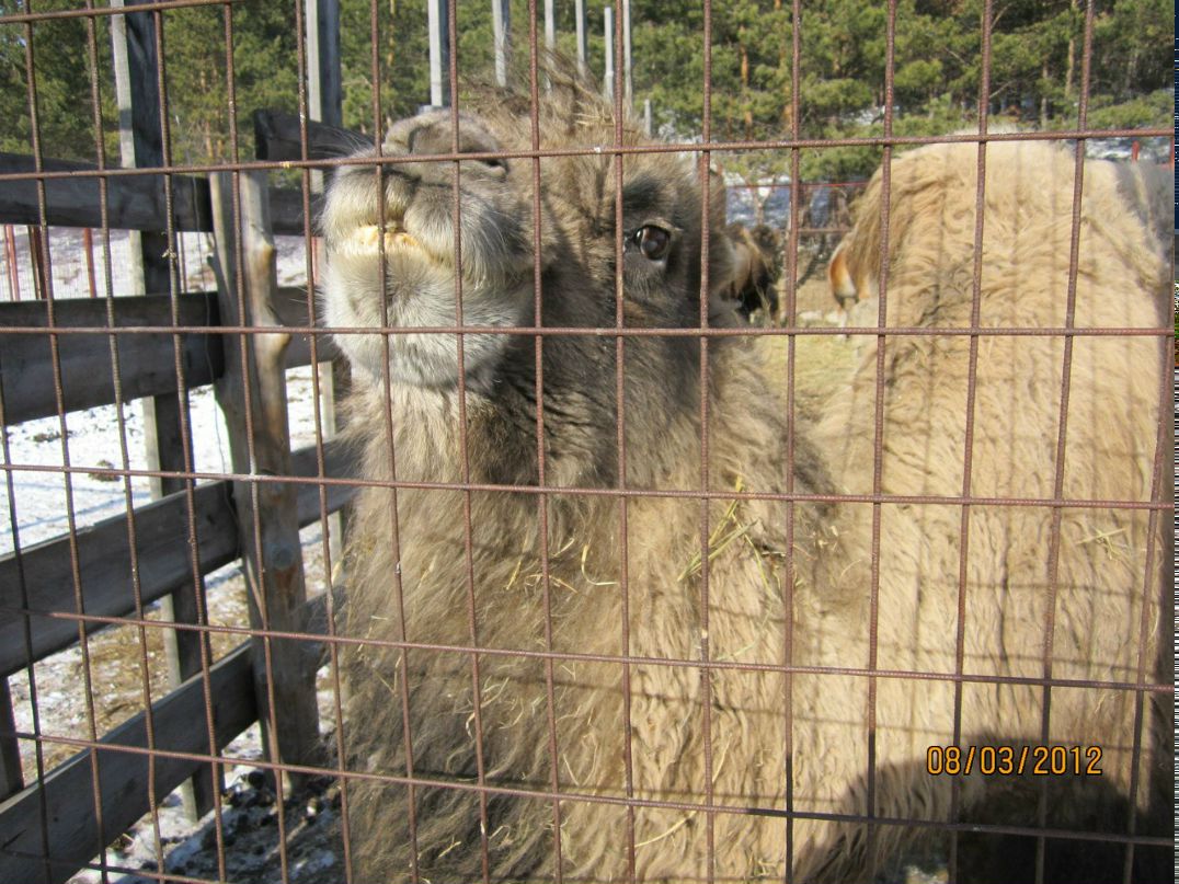 Вера Назарова ⎝⏠⏝⏠⎠ | Новосибирск