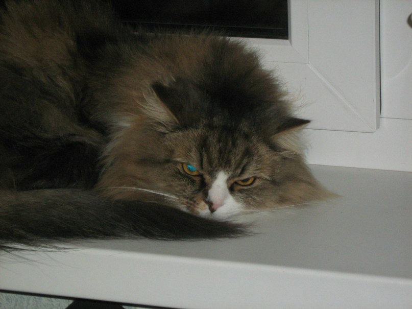 Максим Бобров | Череповец