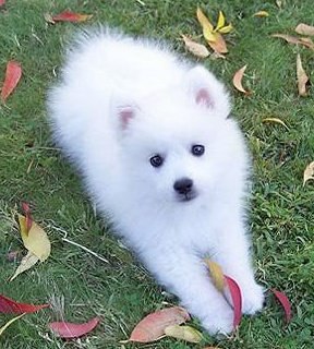 №3, Rene Scherger, Calgary №3, Rene Scherger, Calgary