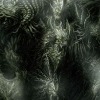 Аватар: Oddlers Elfin