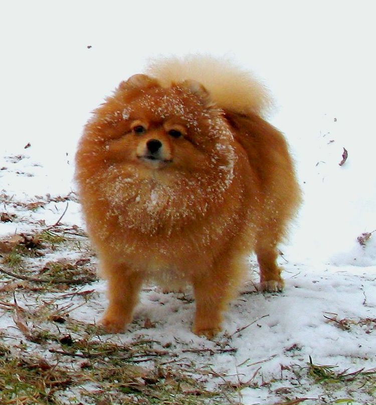 Ольга Шутова | 