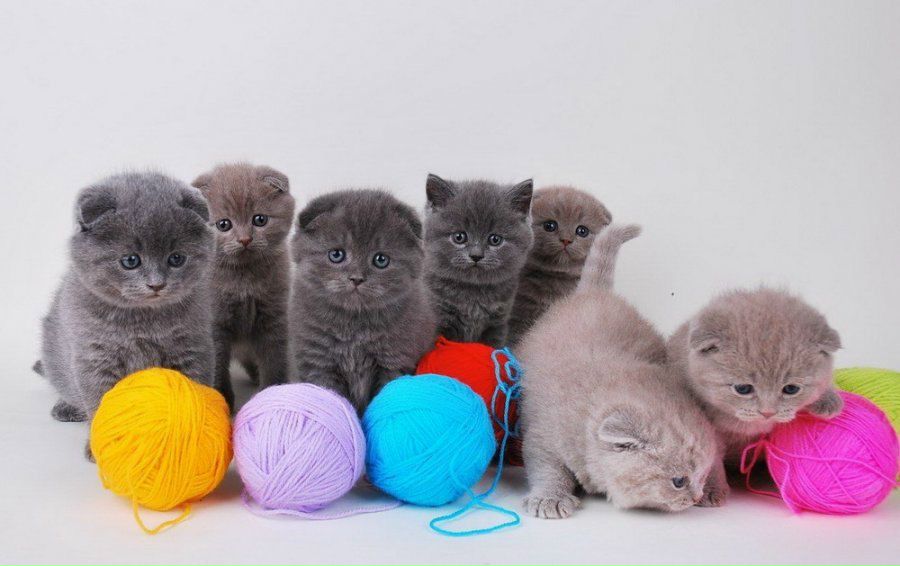 Андрей Кондрашов | 