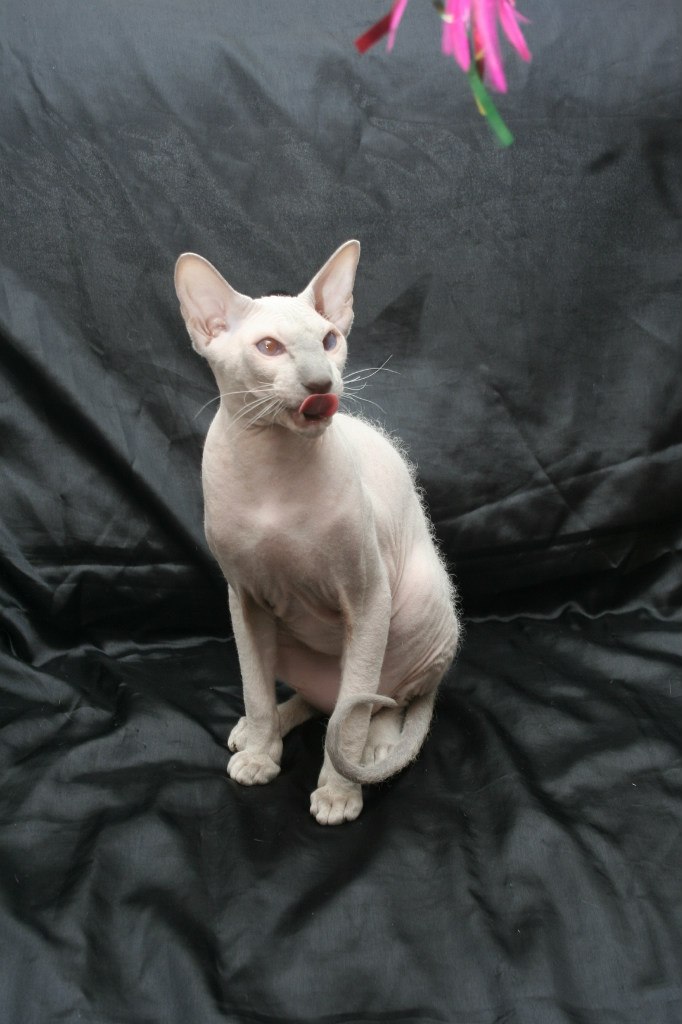 Алёна Секретарёва | Пловдив