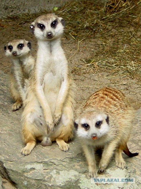 Любовь Перепра | Кисловодск