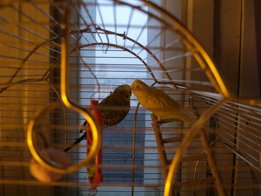 Кацура Маньчжурская 桂滿 | Санкт-Петербург