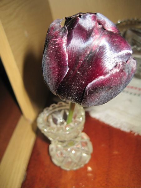 №66, Елена Лебедь, 35 лет №66, Елена Лебедь, 35 лет