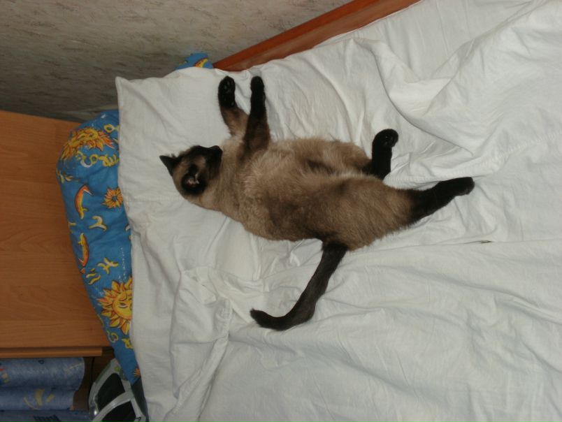 №33, Ксения Любимкина №33, Ксения Любимкина