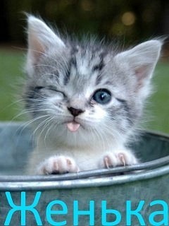 №36, Evgenijj Mavrin, Салават №36, Evgenijj Mavrin, Салават