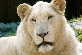 Инесса Стефанская | New York City