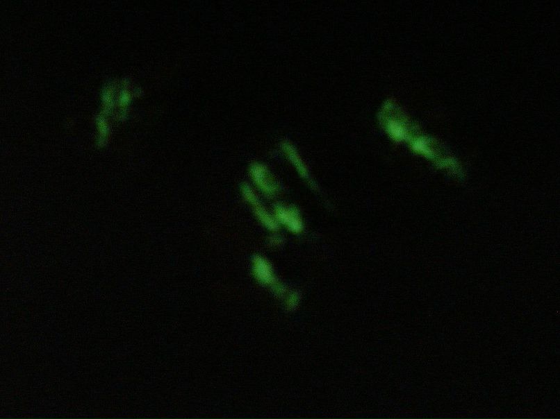 Константин Доренский “ШВАРЦ” | Николаев