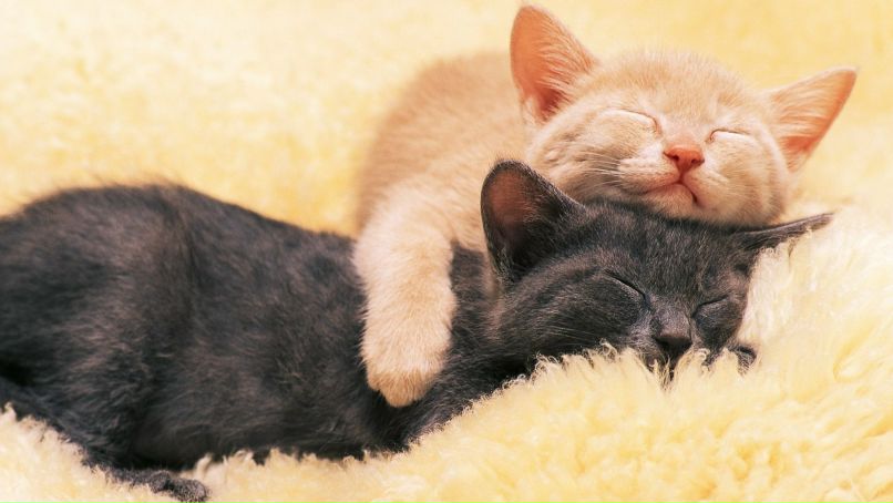 Елена Шлапак | Орёл