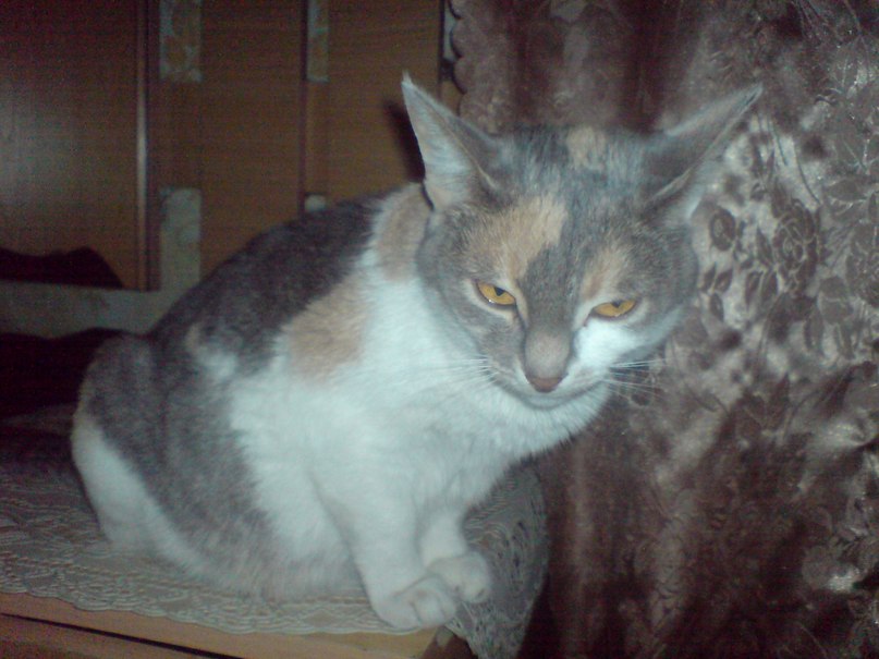 Дмитрий Калинин сергеевич | 