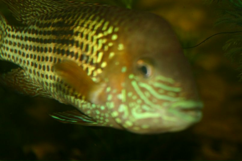 Денис Крестин | Пенза