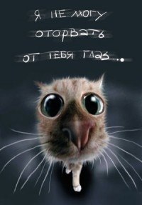 Саня Вензельський | Вишневец