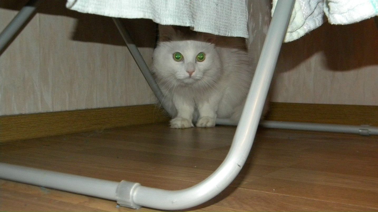 Евгений Петров | Санкт-Петербург