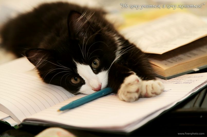 Айрат Кашипов | Кукмор