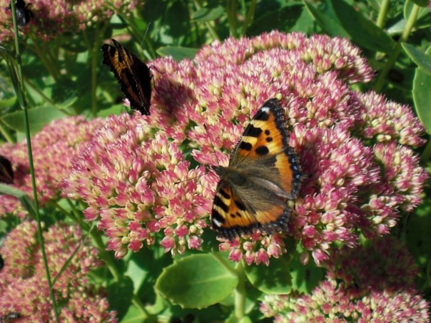 Евгений Чистов | Санкт-Петербург