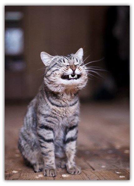 Алина Балесная | 