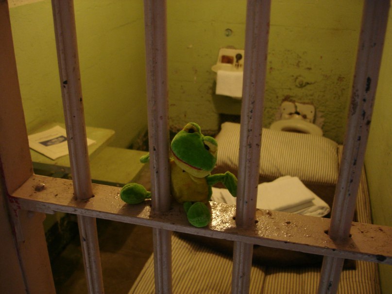 Лягуха Зырящая | Санкт-Петербург