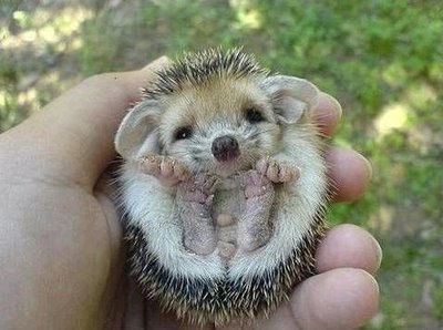 Сэндэма Доржиин | Курумкан