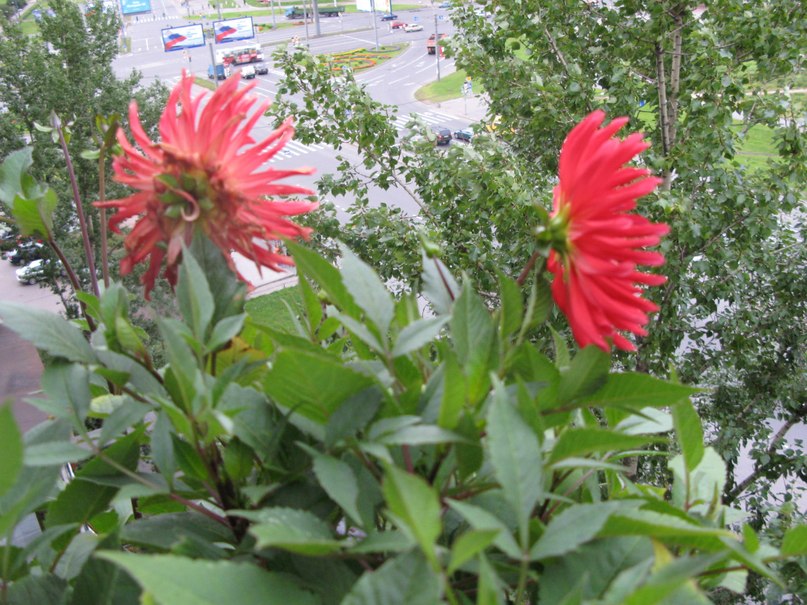 Тамара Михеева (Волынец) | Санкт-Петербург