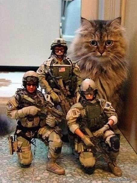 Алан Шутовский | 