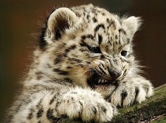 Ксения Никитина | Глазов