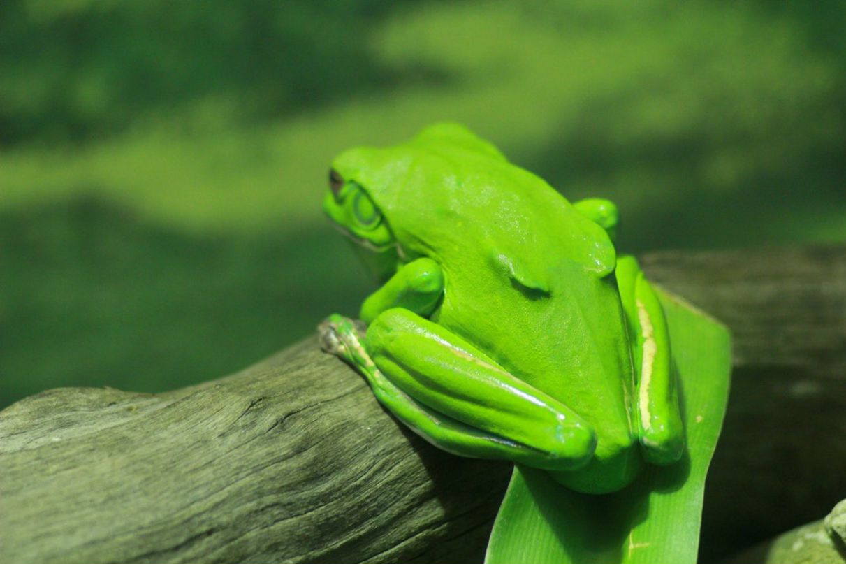 Григорий Балеевский | Москва (деревня)