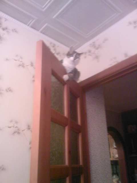 Катюшка Жевагина | 