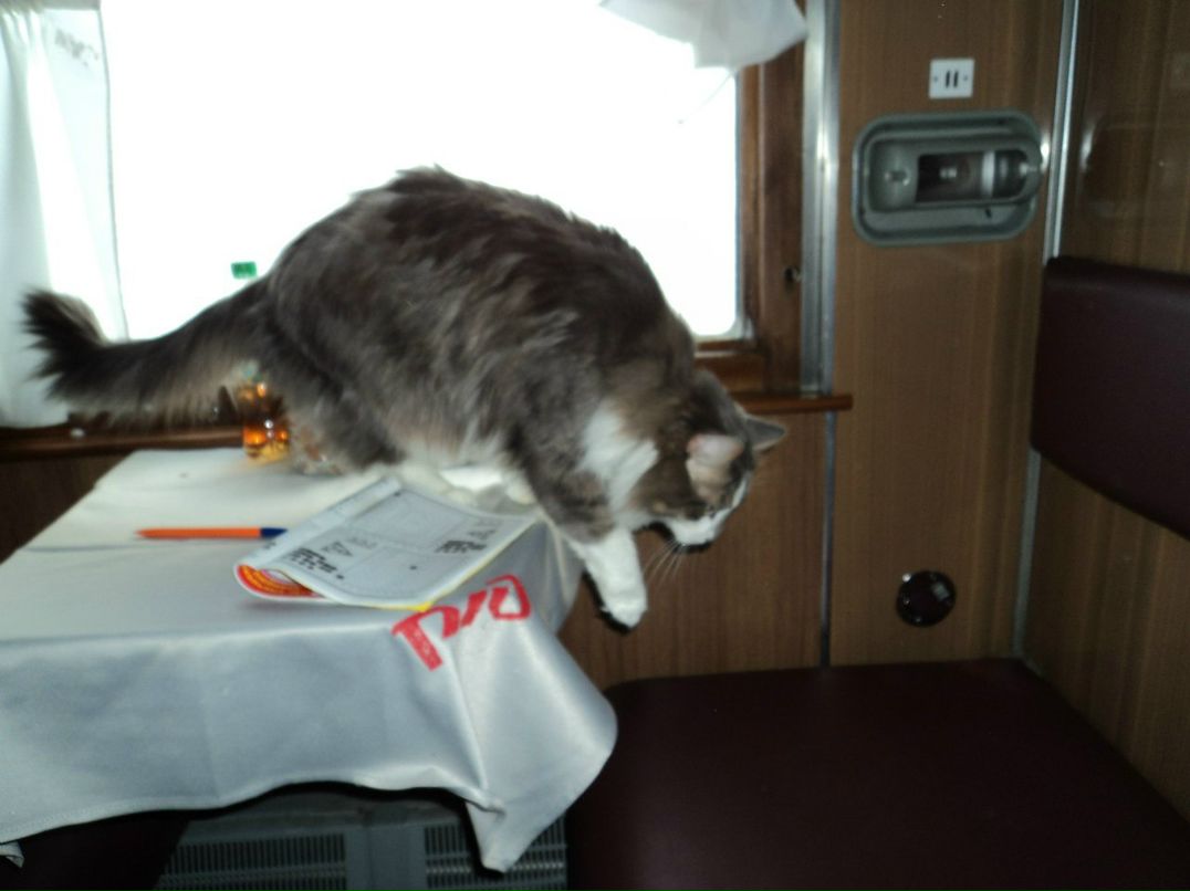 Катюшка Жевагина | 