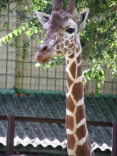 №48, Макс Тихомиров, 16.04.1989, Тула №48, Макс Тихомиров, 16.04.1989, Тула