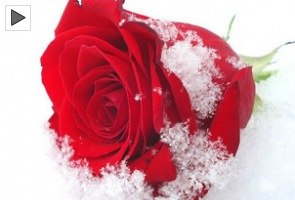 Swetlana Krivyh | Новосибирск