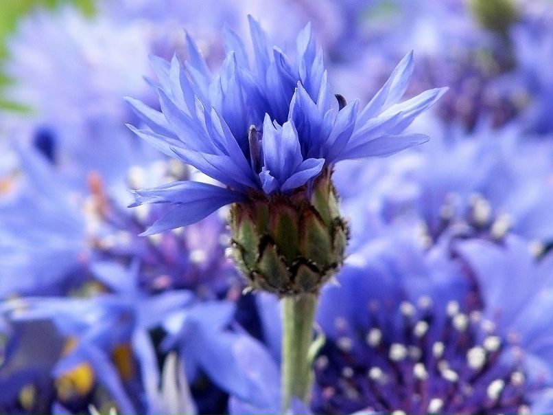 Оксана Каблаш | Минск