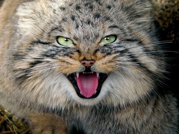 Дмитрий Суворов manul | Оренбург