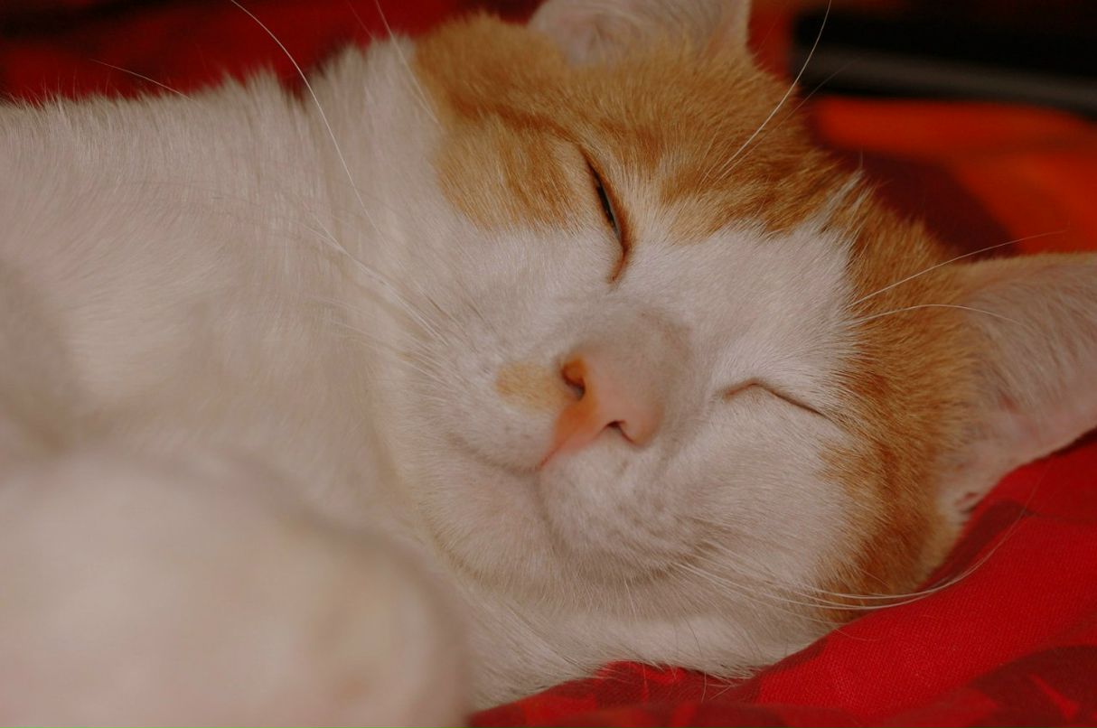 Екатерина Смирнова Sh1Za | Одесса