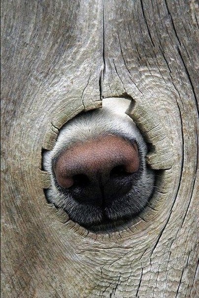 Евгений Нестеренко | 