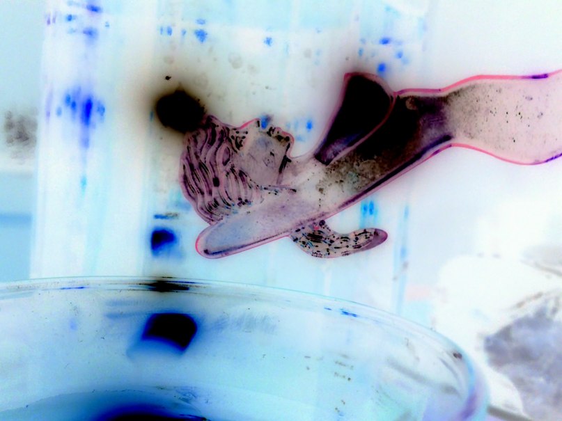 Ольга Павленко | 