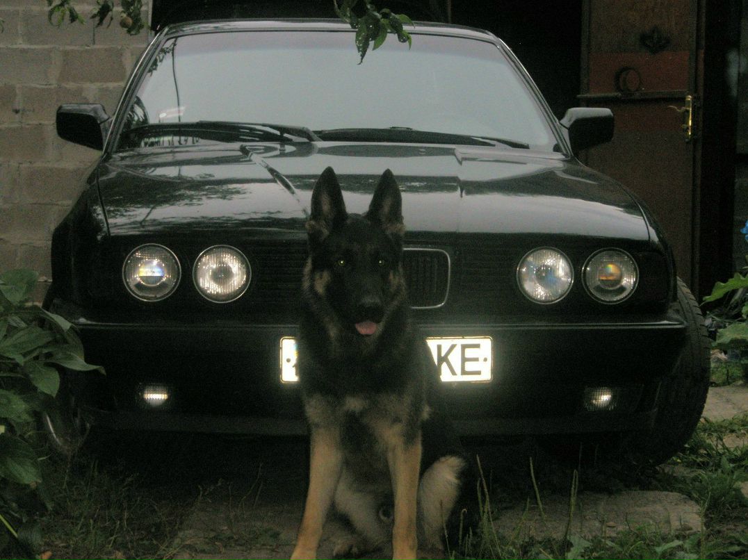 Дмитрий Шевченко | Киев