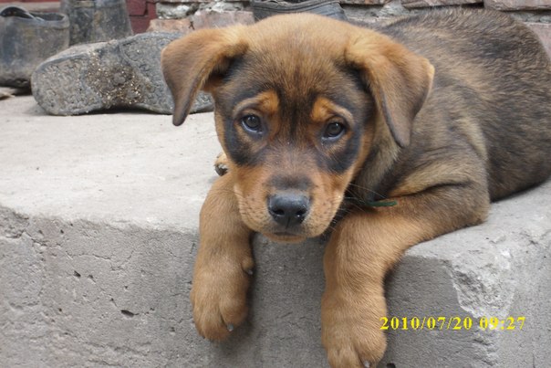 №52, Тарас Пипа, Тернополь №52, Тарас Пипа, Тернополь