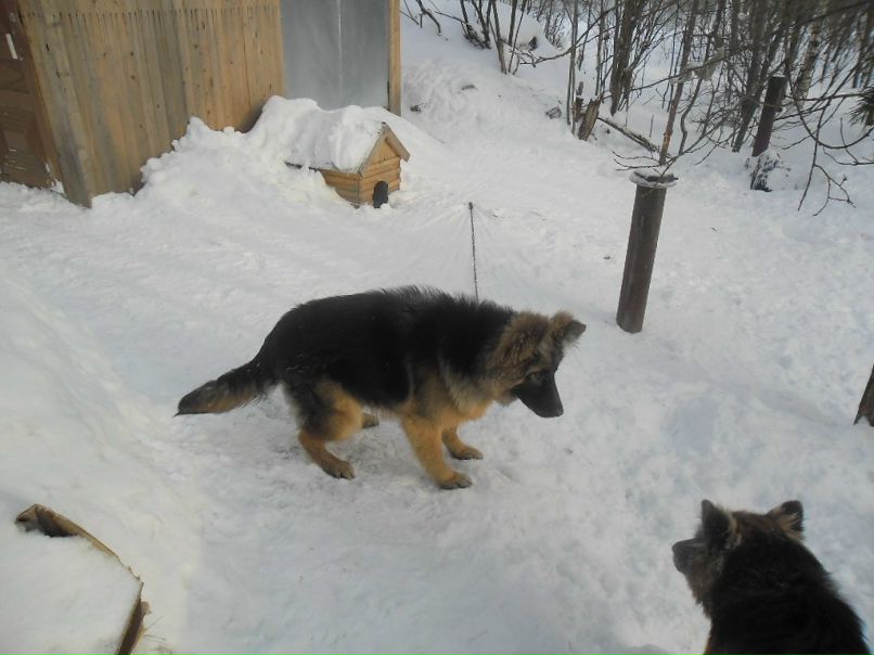 Виктор Конюхов | Питкяранта